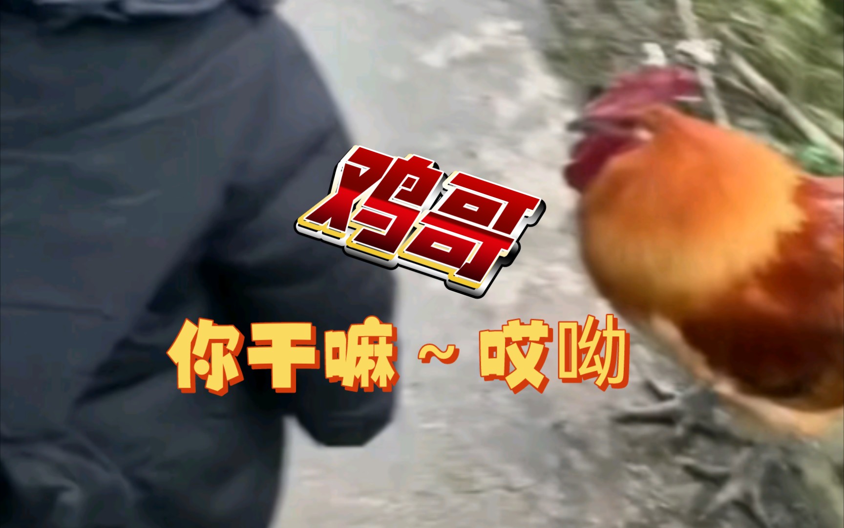 鸡哥拼图视频大全集下载-(鸡哥拼图视频大全集下载安装)