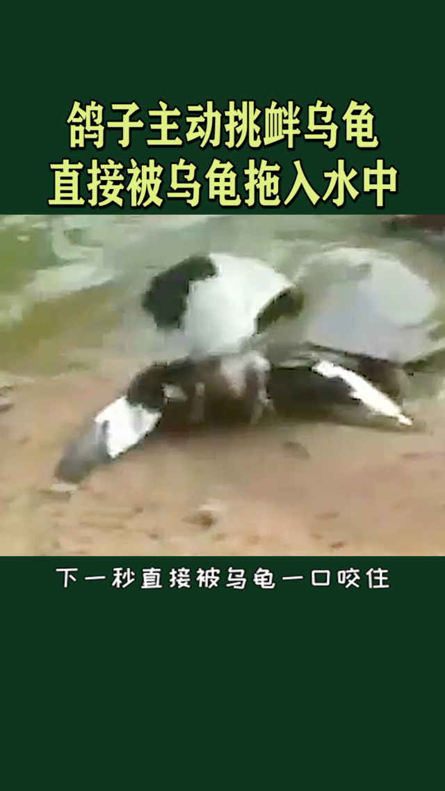 乌龟挑衅解说视频大全下载-(乌龟挑衅解说视频大全下载手机版)