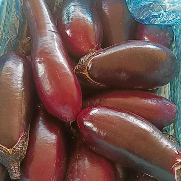 茄子上色加工视频大全下载_(茄子上色加工视频大全下载安装)